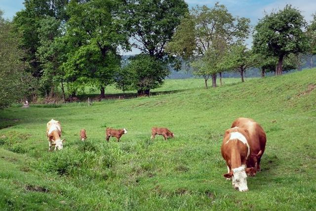 Rinder vom Biobetrieb Rothammer